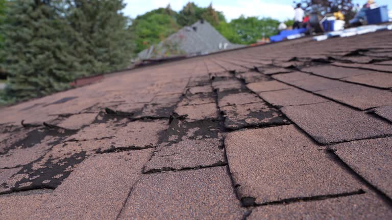 Best Asphalt Shingles Roofing  in Vernon, AL